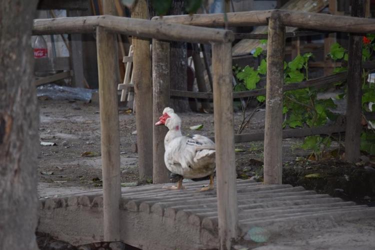 Fotografía 13 de Alojamiento Rural Casaquinta Peumayen en Isla De Maipo, Metropolitana