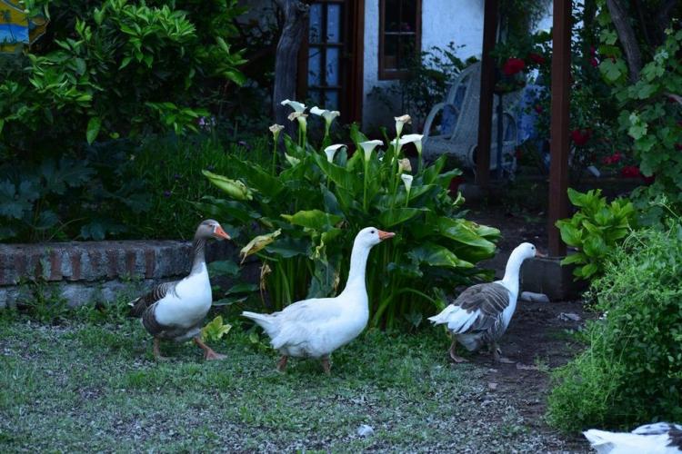 Fotografía 15 de Alojamiento Rural Casaquinta Peumayen en Isla De Maipo, Metropolitana