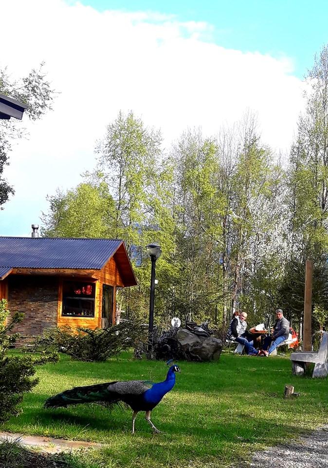 Fotografía 18 de Cabaña Coñaripe Silvia Obando Solar en Panguipulli, Los Rios