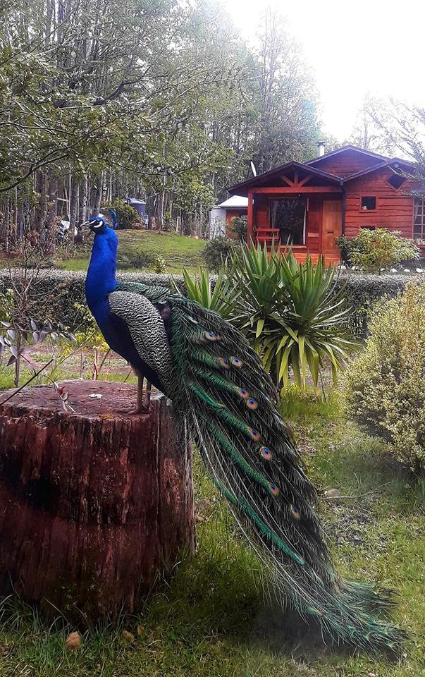 Fotografía 19 de Cabaña Coñaripe Silvia Obando Solar en Panguipulli, Los Rios